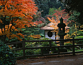 Der Shinto-Tempel ist von farbenprächtigen japanischen Ahornbäumen umgeben