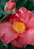 Camellia 'Shoshi Arzai'