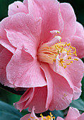 Camellia japonica 'Dazle'