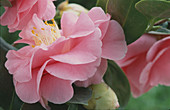 Camellia japonica 'Dazle' camellia