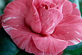 Camellia japonica 'Shiragiku'