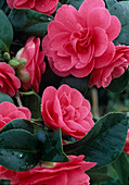 Camellia japonica