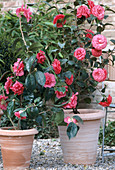 Camellia japonica 'Bella Lambertii'