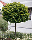 Acer platanoides 'GLOBOSUM'