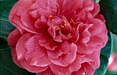 Camellia japonica 'Rosendale's Beauty'