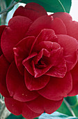 Camellia japonica 'Konron Koku'