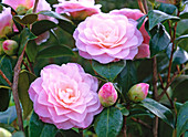 Camellia 'Nuccio's Pearl' (Camellia