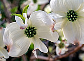 Cornus kousa 'Schmetterling' (Japanischer Blumenhartriegel)