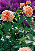 Rosa 'Charles Austin' (English fragrant rose, repeat flowering)