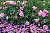 Rosa 'Mary Rose' (English fragrant rose, repeat flowering), Erigeron