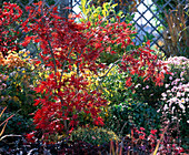 Acer palmatum (Fächerahorn in Herbstfarbe)