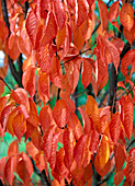 Prunus sargentii (Scharlachkirsche) - schönste Herbstfarbe