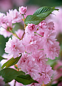 Prunus serrulata 'Kiku-shidare-zakura'