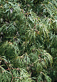 Acer palmatum 'Dissectum viridis'