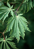 Acer japonicum Aconitifolium - Japanischer Feuerahorn
