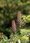 Female pine cones of the Abies nordmanniana