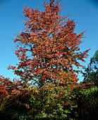 Acer rubrum (Rotahorn)
