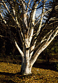 Betula jaquemontii