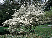 Amelanchier laevis