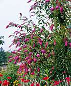 Buddleia davidii