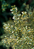 Buxus sempervivens