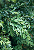 Buxus sempervivens