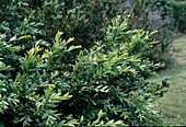 Buxus sempervirens 'angustifolia'