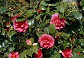 Camellia japonica