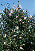 Camellia hybrid