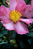 Camellia sasanqua 'Zakura Zukuyo'