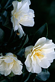 Camellia sasanqua 'Hina Yuki'