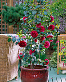 Camellia japonica