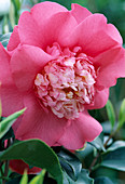 Camellia japonica