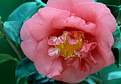 Camellia japonica