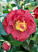 Camellia hybrid