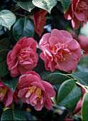 Camellia hybrid