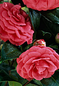 Camellia 'Bella Lamberti'
