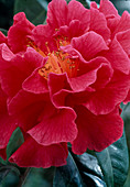 Camellia 'Clifford Park'