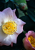 Camellia japonica 'Furo An'