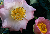 Camellia japonica 'Furo An'