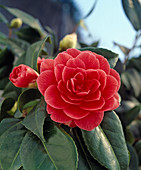 Camellia japonica