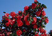 Camellia japonica 'Eximia'