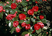 Camellia japonica 'Eximia'