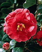 Camellia japonica 'Adolph Andersson'