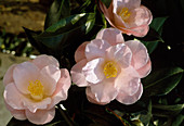 Camellia japonica