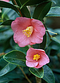 Camellia 'Cornish Spring' (camellia, two flowers)