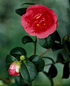 Camellia hybrid 'Campbellii'