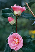 Camellia