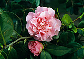 Camellia hybrid