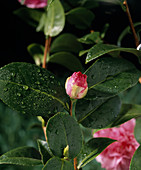 Camellia 'Debbie'